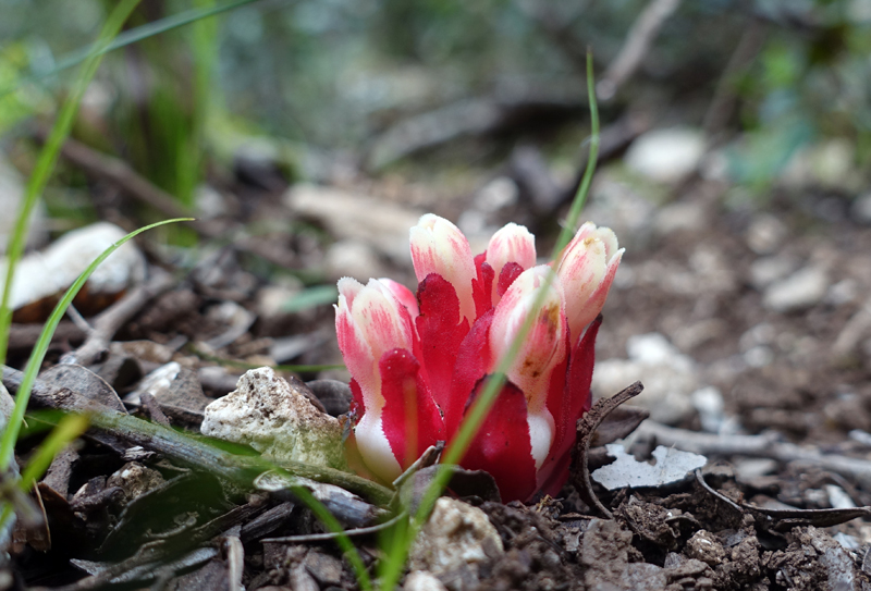 2016-04-23_100040 sardinien-2016.jpg - Wanderung zur Cala Goloritze